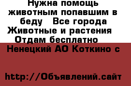 Нужна помощь животным попавшим в беду - Все города Животные и растения » Отдам бесплатно   . Ненецкий АО,Коткино с.